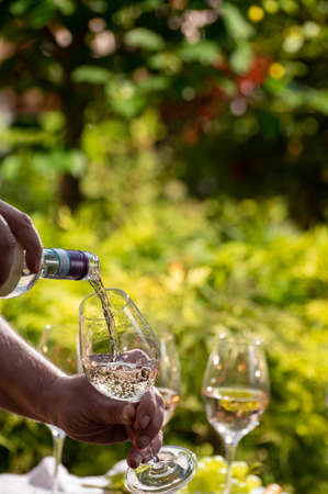 Pouring of Pinot gridgio rose wine for tasting in winery garden in Veneto, Italy. Glasses of cold dry wine served outdoor in sunny dayの写真素材