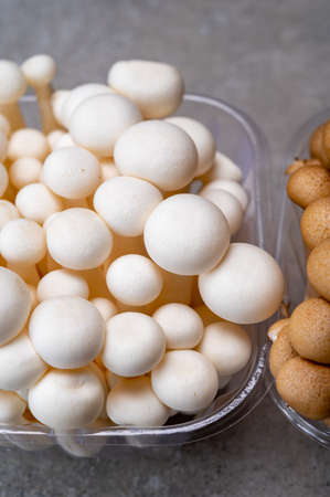 Fresh uncooked buna brown and bunapi white shimeji edible mushrooms from Asia, rich in umami tasting compounds such as guanylic and glutamic acidの写真素材