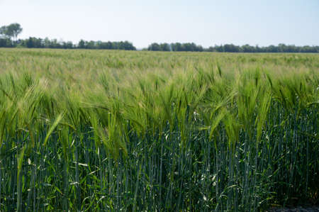Spring barley grain fields with unripe green crops, main ingredient for whisky drinkの写真素材