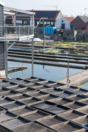 Zeeuwse village Yerseke with famous oysters wells for cultivation of Flat Belon and Creuse oysters and mussels, Zeeland, Netherlandsの写真素材