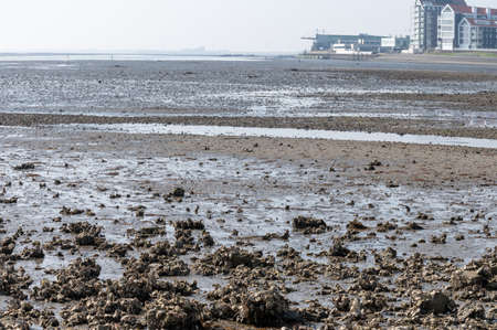 Seasonal harvesting of wild oysters shellfish on sea shore during low tide in Zeeland, Netherlandsの写真素材
