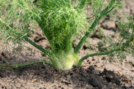 Farm field with growing green annual Florence fennel bulbing plants, foeniculum vulgare azoricum.