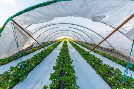 Cultivation of strawberry fruits using the plasticulture method, plants growing on plastic mulch in walk-in greenhouse polyethylene tunnelsの写真素材