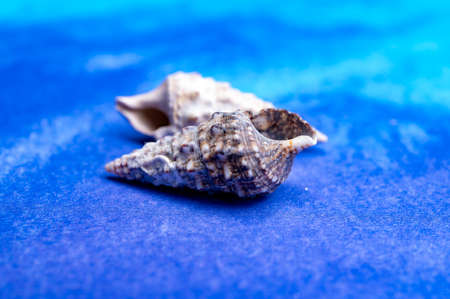 Summer vacation on sea or seafood concept with sea shells and blue background copy spaceの写真素材
