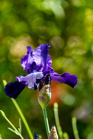 Blossom of big dark purple tall bearded iris flower in sunny garden