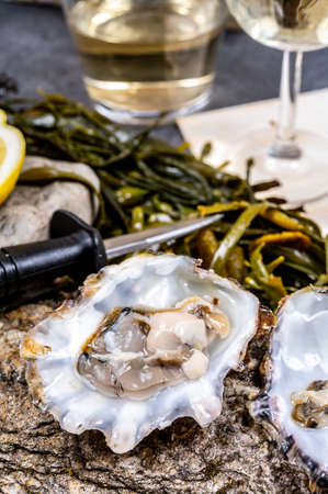 Fresh open zeeuwse creuse pacific or japanese oysters molluscs on fish market in Yerseke, Netherlands ready to eatの写真素材