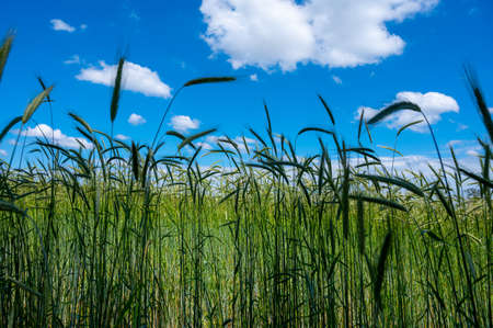 Green fields of ripening rye grain plants in sunny day, nature backgroundの写真素材