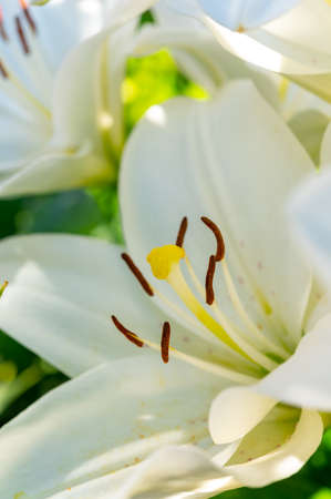Summer blossom of white lily flowers, symbol of purity for Roman Catholics close upの写真素材