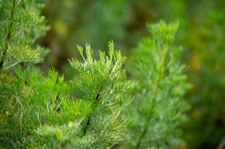 Botanical collection of medicinal and cosmetic plants and herbs, Artemisia abrotanum or...