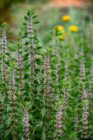 Botanical collection of medicinal plants, Leonurus cardiaca, motherwort or throw-wort, lion's  tail in blossomの写真素材