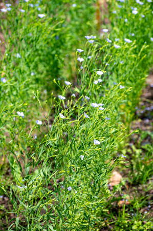 Botanical collection of medicinal and edible plants, Flax or Linum usitatissimum or linseed, food and fiber crop in summerの写真素材