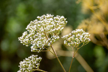 Botanical collection of medinal plants and herbs, Valerian or Valeriana officinalis plant in summer