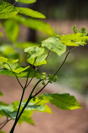 Botanical collection of medicinal plants and herbs, Eleutherococcus senticosus or devil's bush, Siberian ginseng, eleuthero endemic plantの写真素材