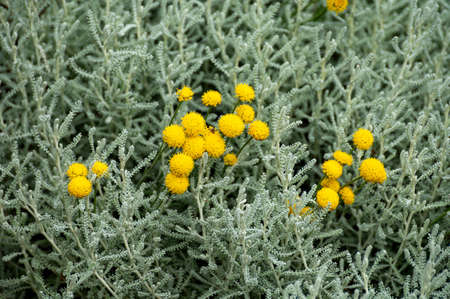 Botanical collection of decorative and perfumery plants, Santolina chamaecyparissus or  cotton lavender or lavender-cotton plant in blossomの写真素材