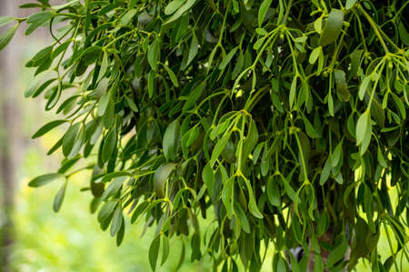 Botanical collection of medicinal or decorative plants and herbs, Viscum album or European mistletoe parasitic plant in summerの写真素材