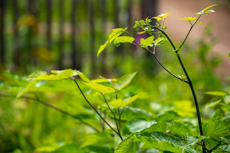 Botanical collection of medicinal plants and herbs, Eleutherococcus senticosus or devil's bush,...