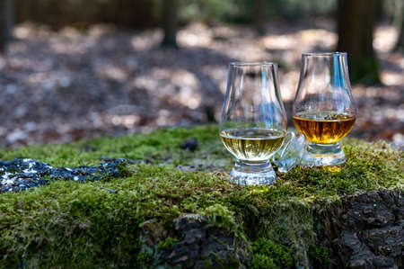 Tasting of scotch single malt whisky from Islay island, most intensely flavoured of all whiskies in Scotland with green moss and old stump backgroundの写真素材