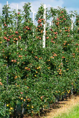 Green organic orchards with rows of apple trees with ripening fruits in Betuwe, Gelderland,...