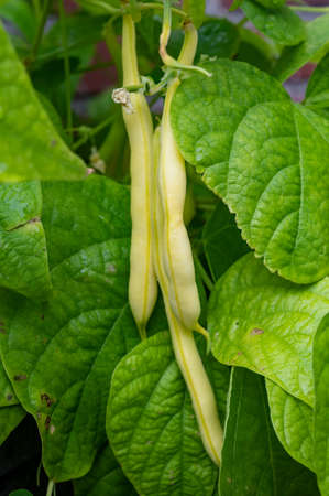 New harvest of organic yellow long wax beans close up