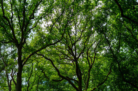 Summer hiking in old oak forest with large green treesの写真素材