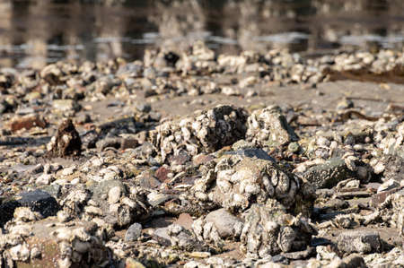 Seasonal harvesting of wild oysters shellfish on sea shore during low tide in Zeeland, Netherlands
