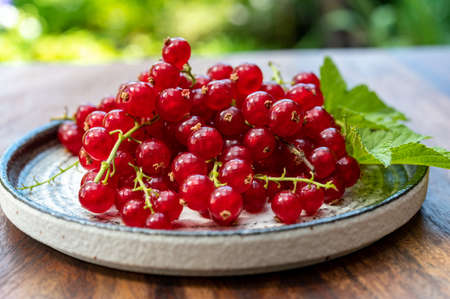 Ripe healthy antioxidant red currant berries close up