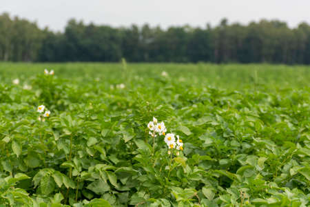 White blossom on potatoes fields in summerの写真素材
