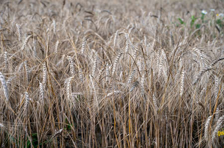 Ripe barley grains ready to harvest and making scotch whiskey