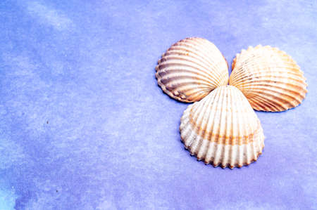 Summer vacation on sea or seafood concept with sea shells and blue background copy space