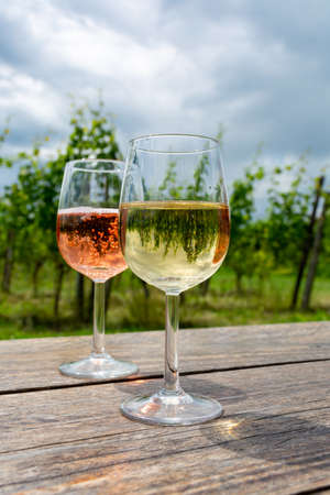 Tasting of Dutch sparkling rose and dry white wine on vineyard in summerの写真素材