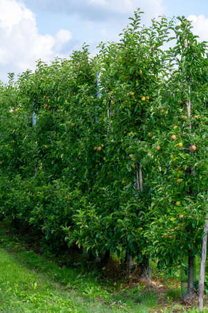 Green organic orchards with rows of apple trees with ripening fruits in Betuwe, Gelderland,...