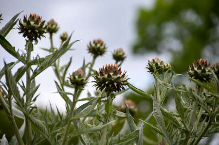 Botanical collection of plants and herbs, Cardoon or Cynara cardunculus or artichoke thistle, edible plant in summerの写真素材