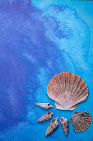 Summer vacation on sea or seafood concept with sea shells and blue background copy spaceの写真素材