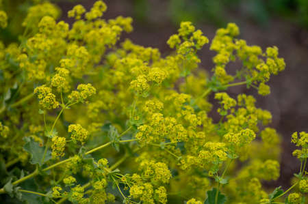 Botanical collection of medicinal plants, Alchemilla vulgaris or common lady's mantle plant in...