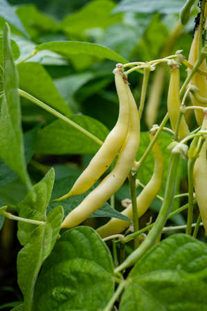 New harvest of organic yellow long wax beans close up