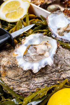 Fresh open zeeuwse creuse pacific or japanese oysters molluscs on fish market in Yerseke, Netherlands ready to eatの写真素材