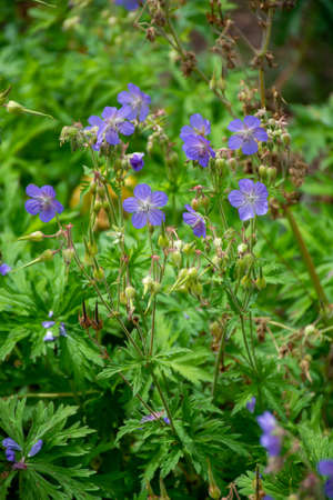 Botanical collection of plants and herbs, blue flowers of geraniumalking in summerの写真素材