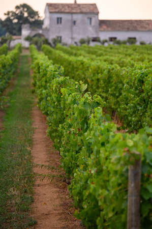 Rows with green grape plants on vineyards in Campania, South of Italy