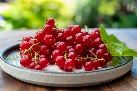 Ripe healthy antioxidant red currant berries close up