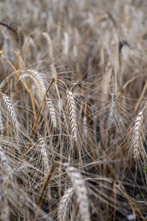Ripe barley grains ready to harvest and making scotch whiskeyの写真素材