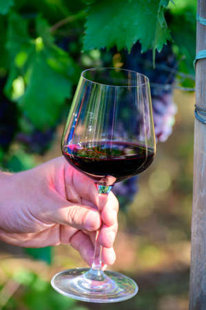 Professional wine tasting on winery, glass with dry red wine and ripe grapevine on vineyards in...