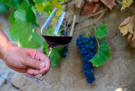 Professional wine tasting on winery, glass with dry red wine and ripe grapevine on vineyards in...
