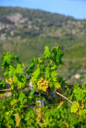 Ripe white grapes growing on vineyards in Campania, South of Italy used for making white wine close upの写真素材