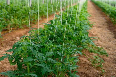 Cultivation of organic tomatoes plants in plastic greenhouses in Lazio, Italyの写真素材