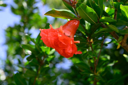 Red flowers of green pomegranate tree in summerの写真素材