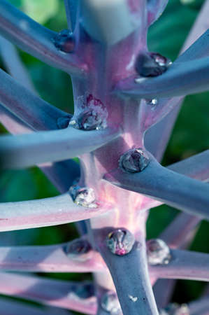 Purple small brussels sprouts cabbages growing on plant in organic garden