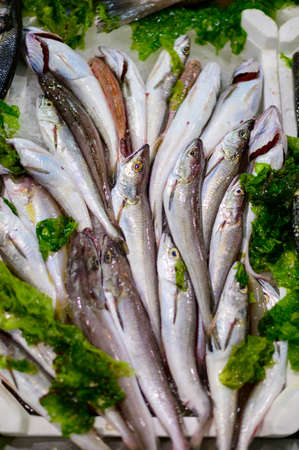 Catch of the day, fresh fish and sea food on ice in fish restaurant in Terracina, Italy close up