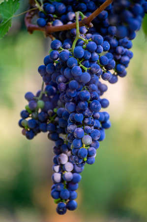 Ripe red grapes growing on vineyards in Campania, South of Italy used for making red wine close up