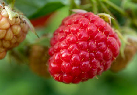 Macro photo of red ripe raspberry on plant in green garden
