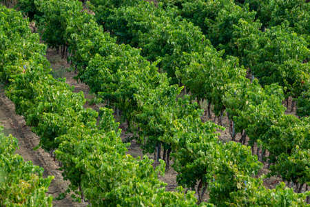 Rows of ripe wine grapes plants on vineyards in Cotes de Provence near Collobrieres, region...
